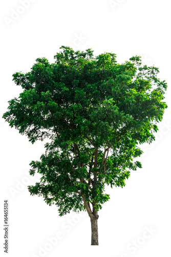  Green tree isolated on white background.