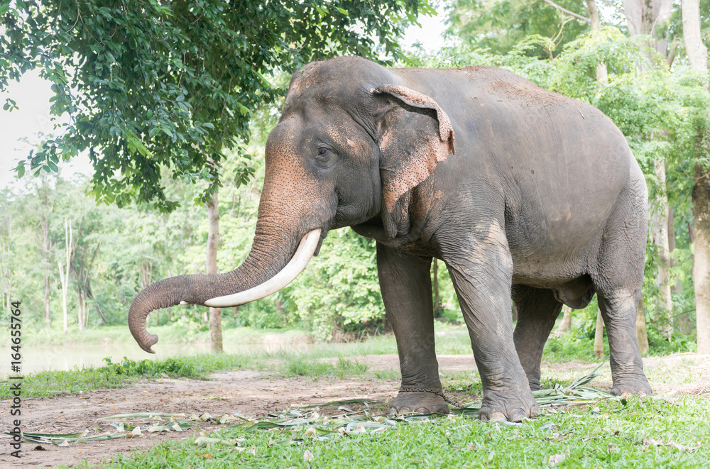 Big Thai elephant in forest,reserve animal