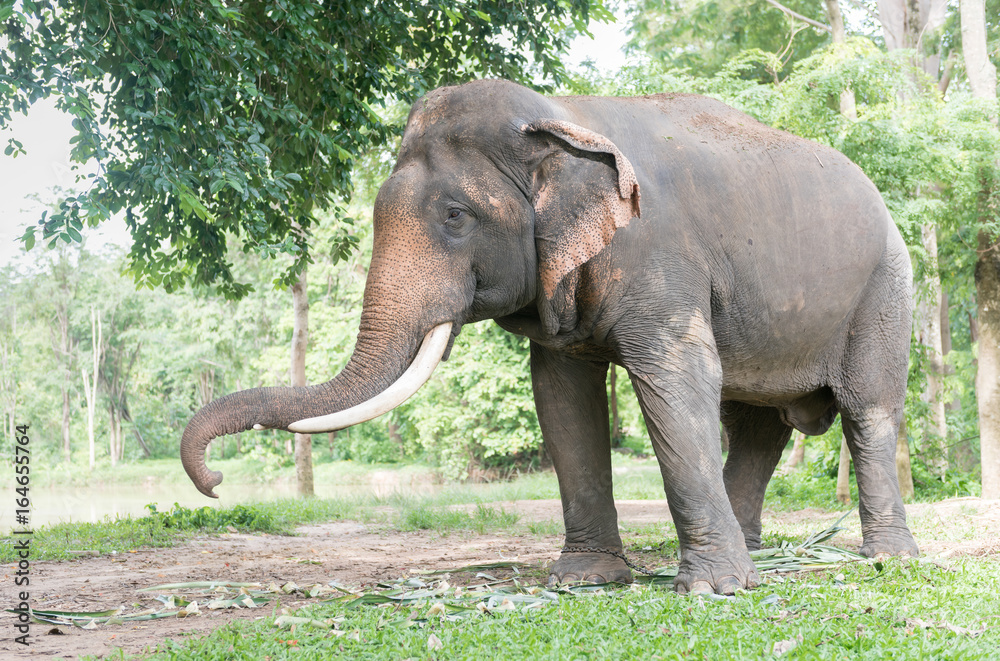 Fototapeta premium Big Thai elephant in forest,reserve animal