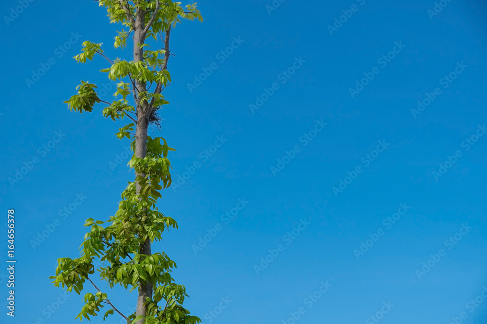 Sky above the trees in the forest, nature background. Sky above the trees in the forest, nature background.