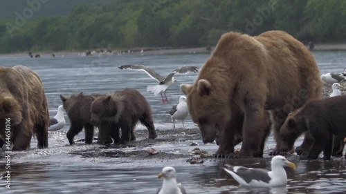 Family of bears. photo