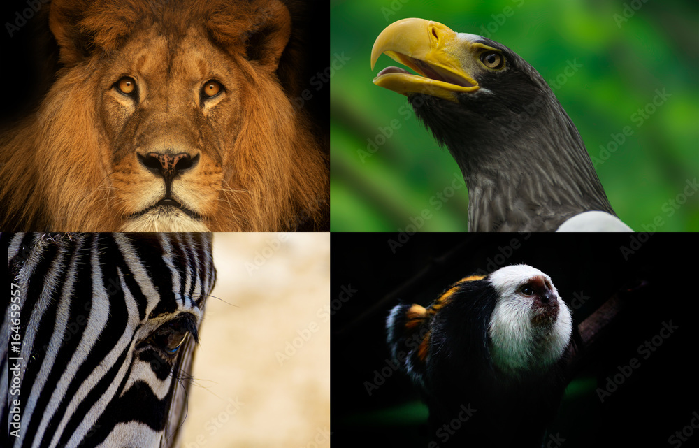 Obraz premium Group animals