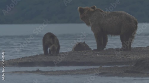 Family of bears. photo