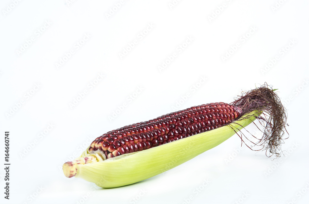 Fototapeta premium red purple corn