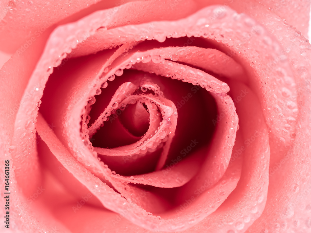 Top view and close-up image of beautiful pink rose flower with droplet. Valentine day, love and wedding concept. Selective and soft focus. Top view and close-up image of beautiful pink rose flower with droplet. Valentine day, love and wedding concept. Selective and soft focus.