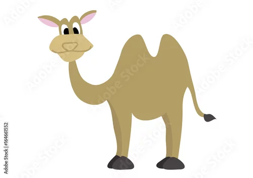 Fototapeta samoprzylepna wielbłąd