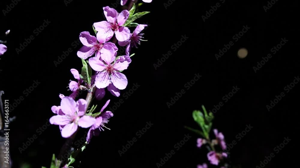 A branch of a flowering peach at night. A branch of a flowering peach at night.