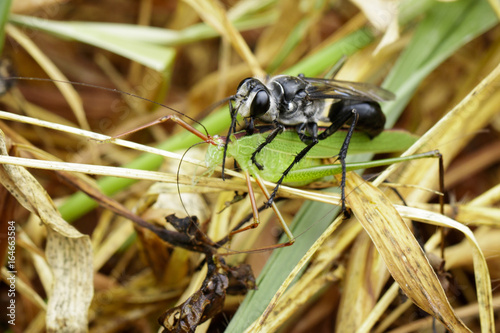 Image of Great Black Wasp (Sphex pensylvanicus) going to eat grasshopper. Insect Animal photo