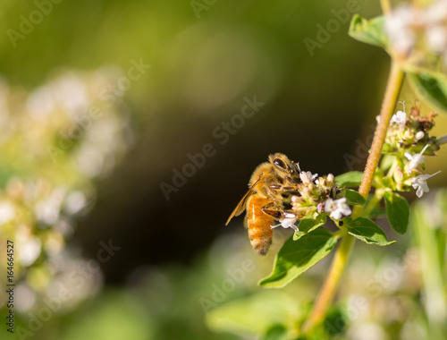 Honeybee (Apis mellifera) pollinating Oregano flowers (Oreganum vulgare)