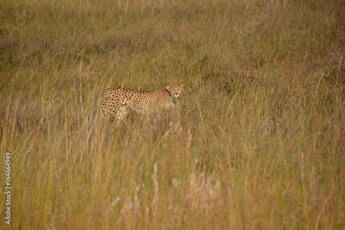 Cheetah, Okavango Delta World Heritage Site, Botswana, Africa © Hiromi Ito Ame