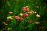 Flowers in meadow, soft focus