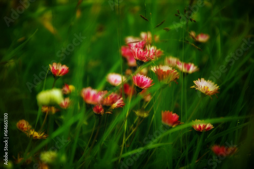 Flowers in meadow  soft focus