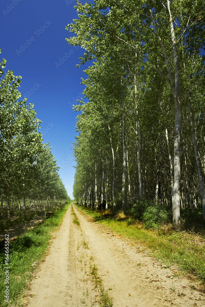 Obraz premium via francigena