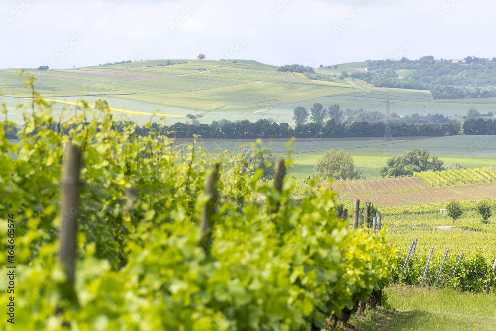 Fototapeta premium winegrowing around Loerzweiler