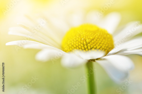 Summer flowers camomile blossoms on meadow. Macro photo. Soft focus.