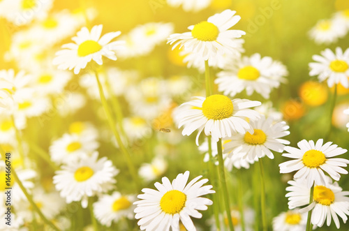 Summer flowers camomile blossoms on meadow.