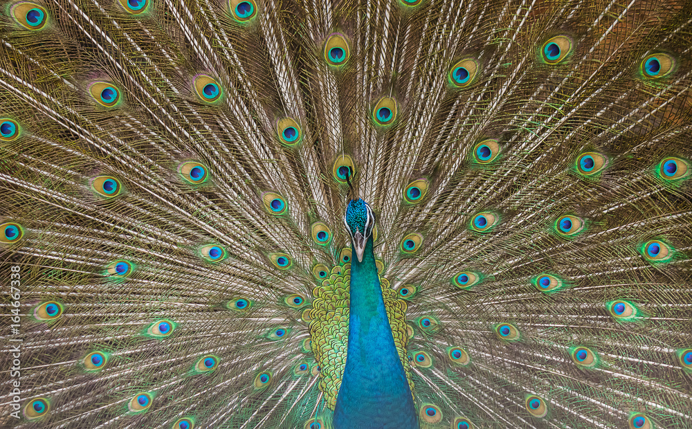 Obraz premium Peacocks spread wings