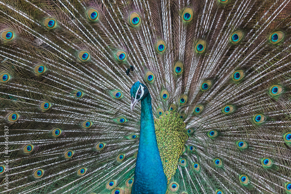 Fototapeta premium Peacocks spread wings