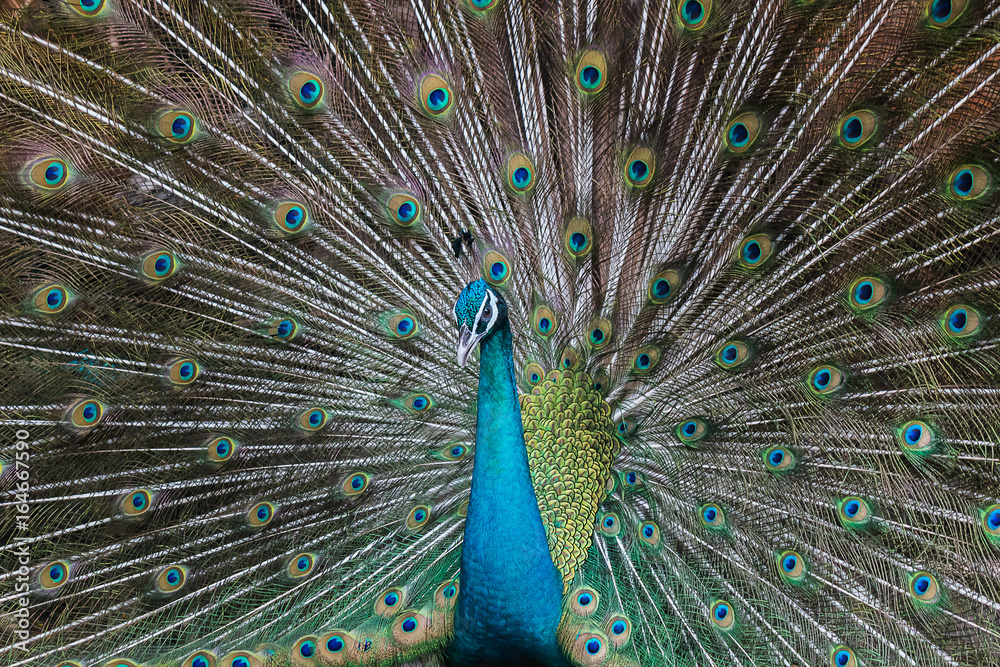 Obraz premium Peacocks spread wings