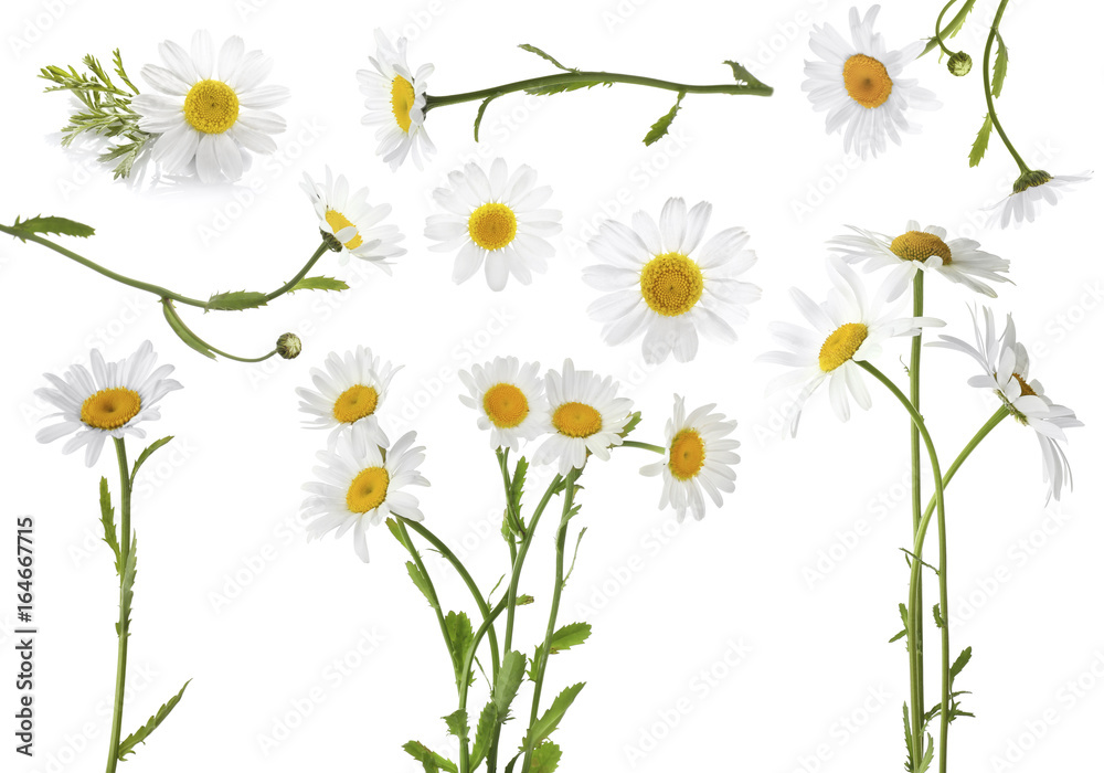 Collage of beautiful chamomile flowers on white background - obrazy, fototapety, plakaty 