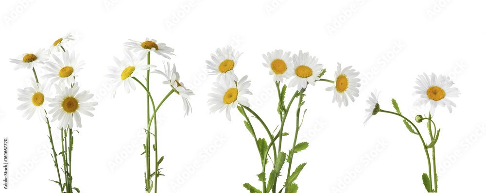 Fototapeta premium Collage of beautiful chamomile flowers on white background