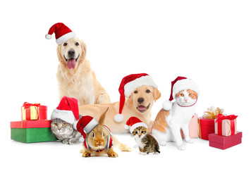 Funny pets in Santa hats with Christmas gifts on white background