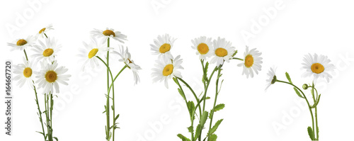 Tela Collage of beautiful chamomile flowers on white background