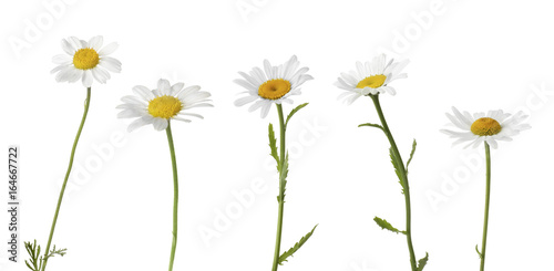 Foto Collage of beautiful chamomile flowers on white background