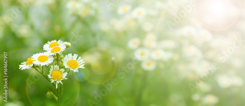 Beautiful chamomile flowers in field on sunny day  closeup