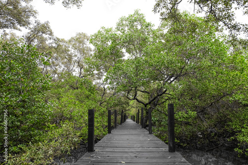 Wooden  bridge in mangrove in Thailand