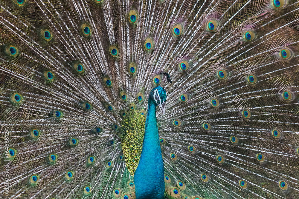 Naklejka premium Peacocks spread wings