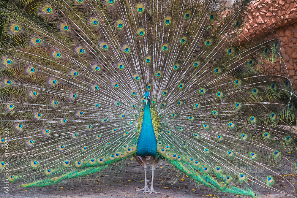 Obraz premium Peacocks spread wings