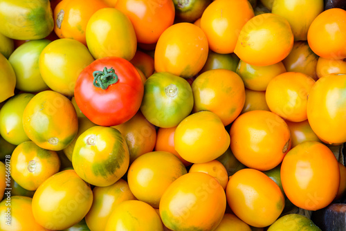 Yellow tomatoes