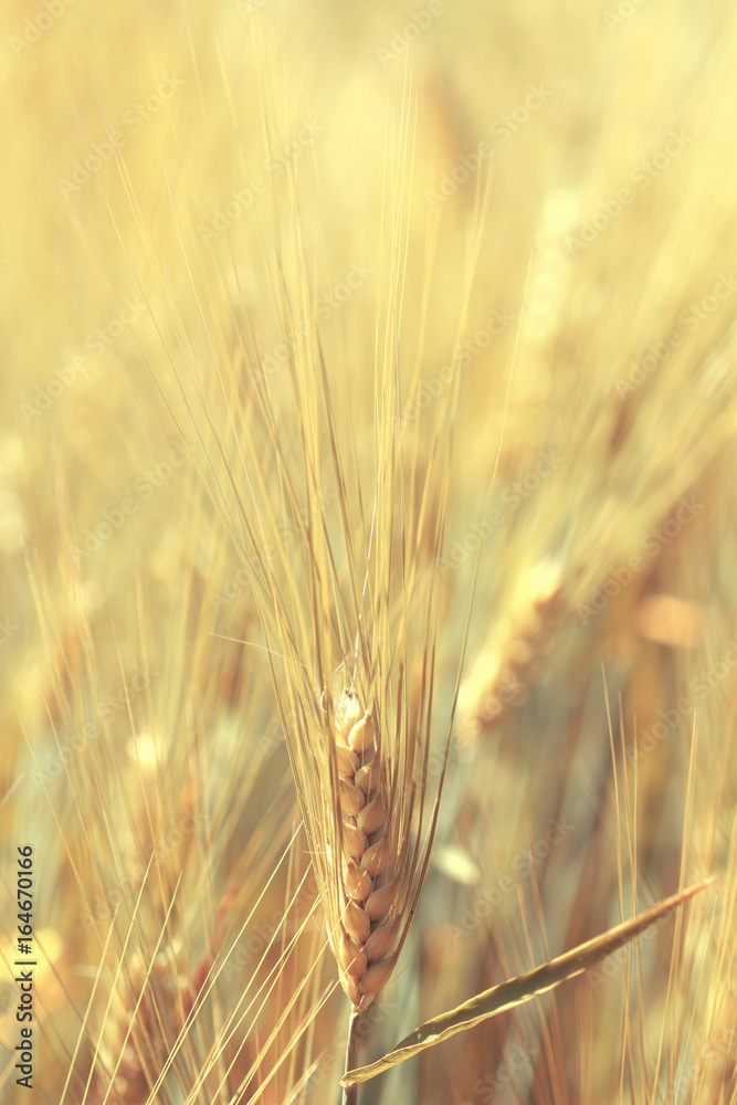 Green wheat field in sunny day. Spikelets of rye are growing in a farm field. Green wheat field in sunny day. Spikelets of rye are growing in a farm field.