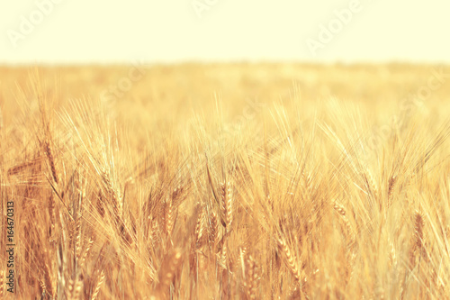 Ripe wheat field in sunny day. Spikelets of rye are growing in a farm field.