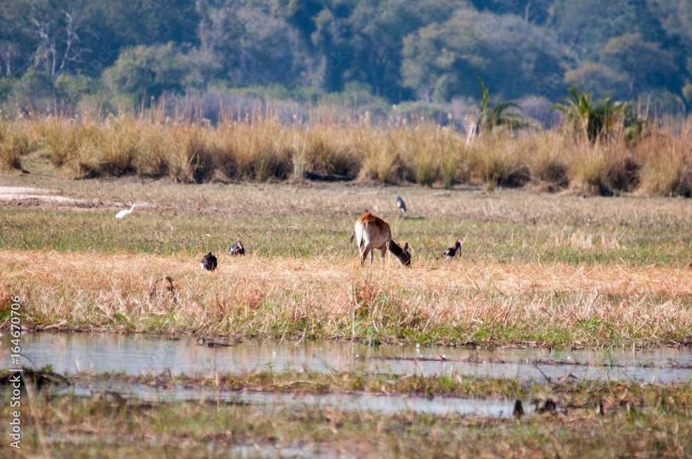 Naklejka premium Red lechwe