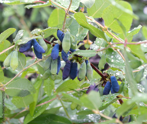 Branch of honeysuckle berry in the garden after rain. Rural countryside background