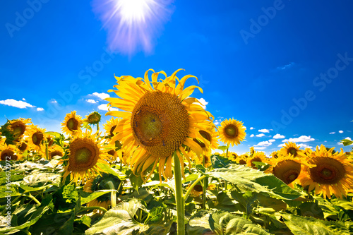Sunflower field under blue sky and sun view photo