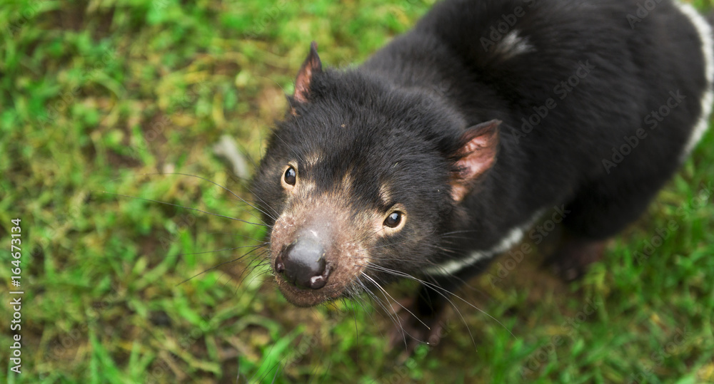 Tasmanian Devil found during the day in Tasmania. Tasmanian Devil found during the day in Tasmania.