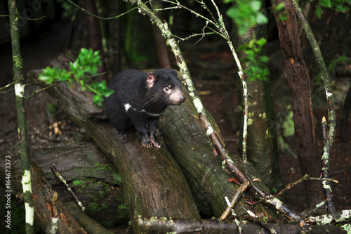 Tasmanian Devil found during the day in Tasmania. © Rob D