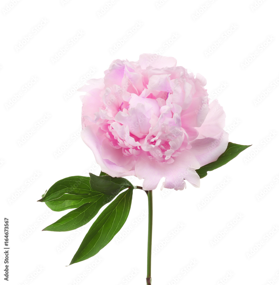 Beautiful peony flower on white background Beautiful peony flower on white background