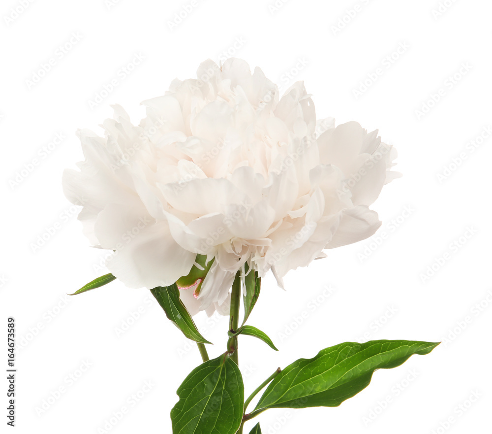 Obraz premium Beautiful peony flower on white background