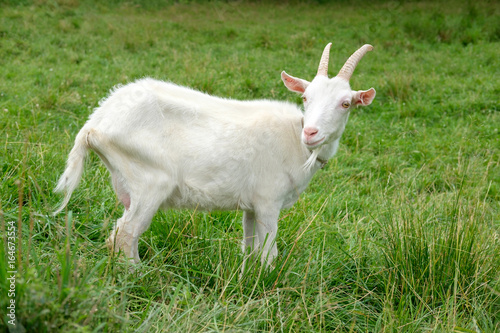 white goat on green grass meadow