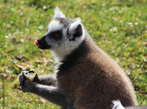 The ring-tailed lemur (Lemur catta)  © Michael Meijer