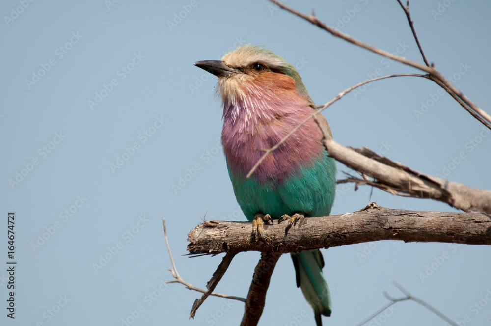 Fototapeta premium Lilac breasted roller