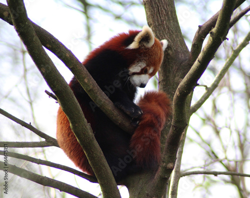 The red panda (Ailurus fulgens) 