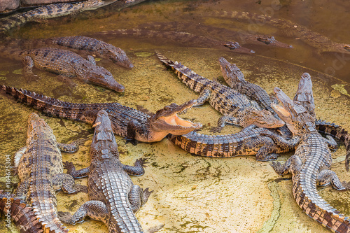 Obraz na plátně Freshwater crocodile