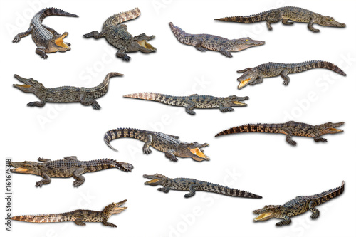 Fotografi Freshwater crocodile
