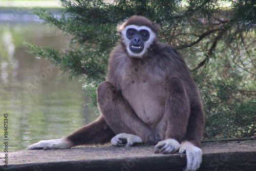 The lar gibbon (Hylobates lar)