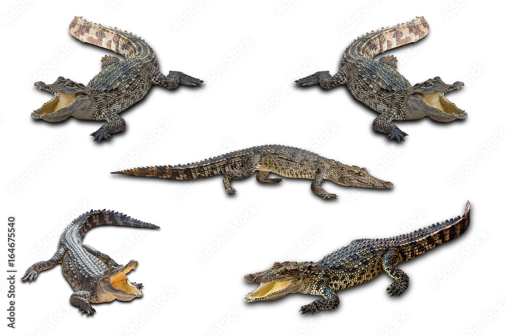 Naklejka premium Freshwater crocodile